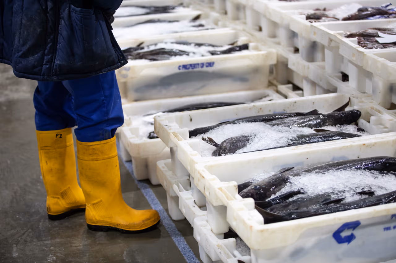 Salmon & Fish Product Handling Background